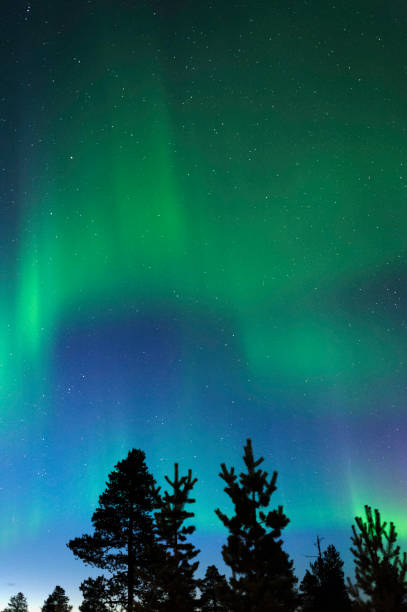 istock Aurora borealis, Northern lights, above treetops 900832594