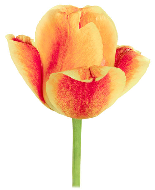 istock one yellow red Tulip bloomed 900832656