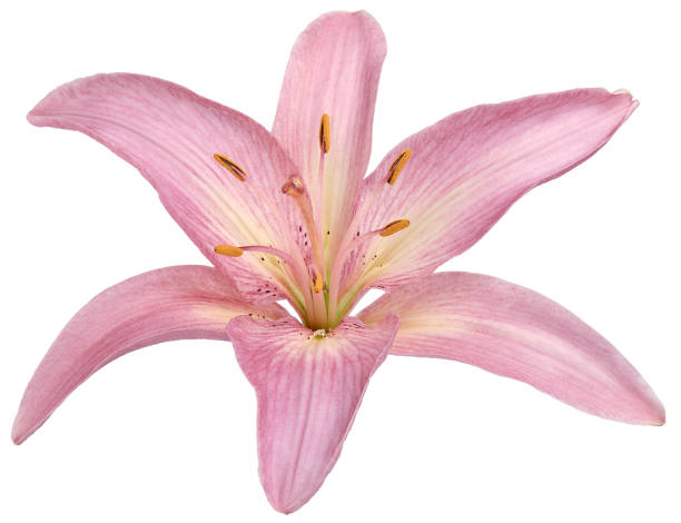 istock pink lilies in full bloom 900832672