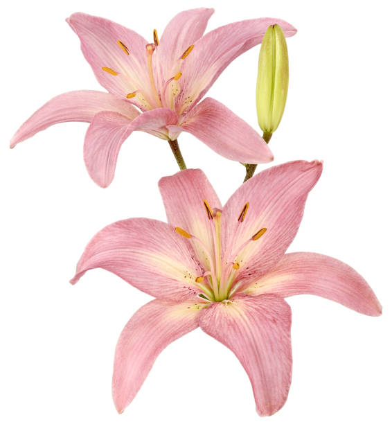 istock two isolated pink lilies Bud 900832728