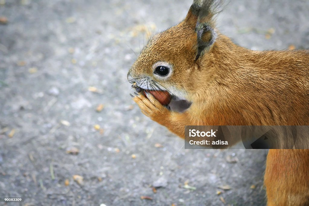 Esquilo com avelã - Foto de stock de Animal royalty-free