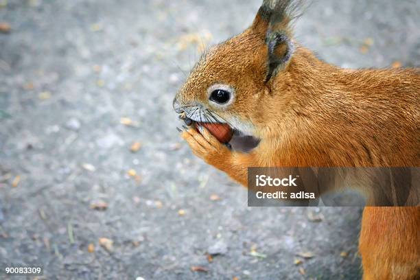 Foto de Esquilo Com Avelã e mais fotos de stock de Animal - Animal, Animal selvagem, Avelã