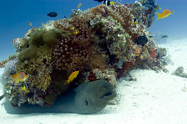 Coral block at the Maldives stock photo