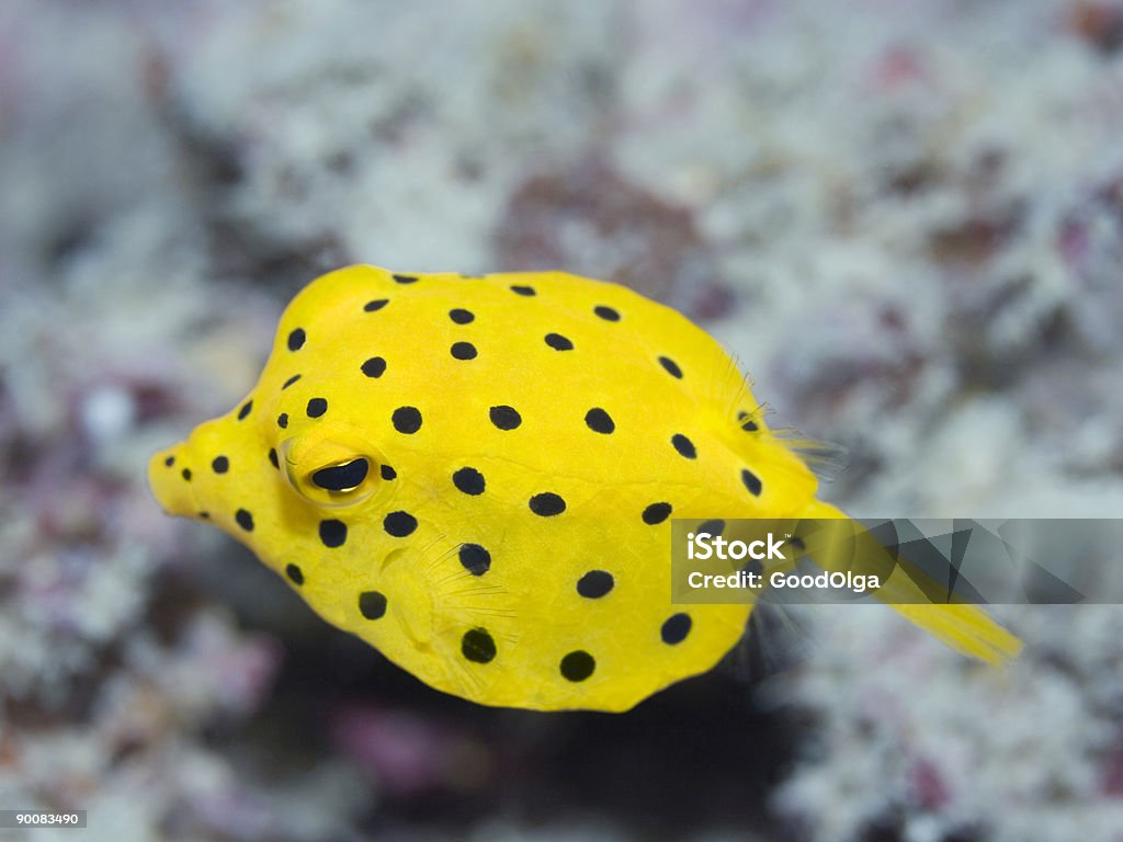 ブラックの斑点 boxfish - 小さいのロイヤリティフリーストックフォト