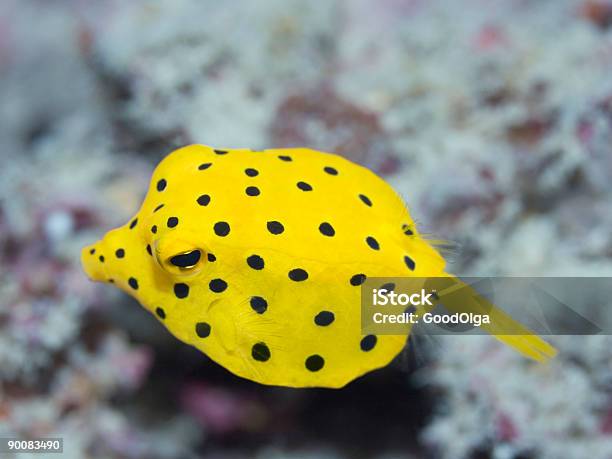 ブラックの斑点 Boxfish - 小さいのストックフォトや画像を多数ご用意 - 小さい, 斑点, 熱帯魚