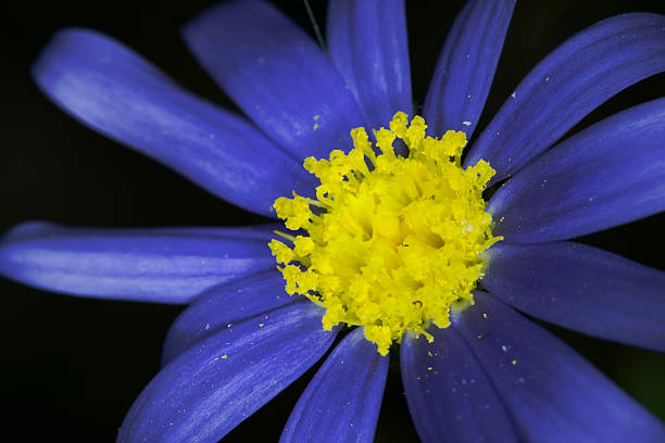 Blu Flower stock photo