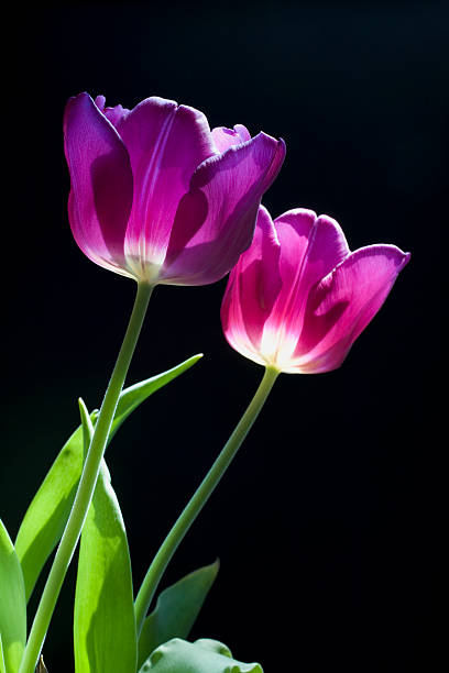 Sunlit Tulips stock photo