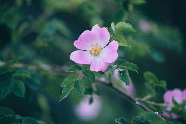 Pink Dog Rose Close up of a pink dog rose in its natural environment. Defocused background. rosa canina stock pictures, royalty-free photos & images