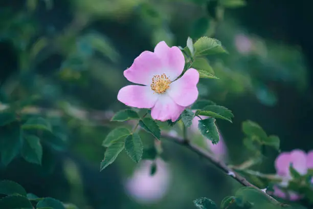 Close up of a pink dog rose in its natural environment. Defocused background.