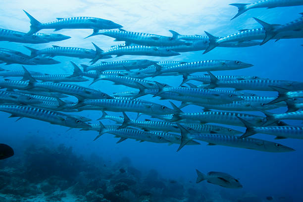 istock School of barracudas underwater 90083706