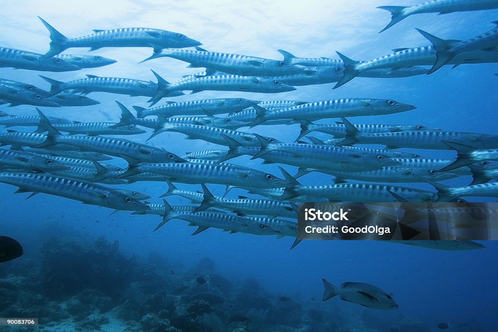 Ławica barracudas podwodne - Zbiór zdjęć royalty-free (Atol)