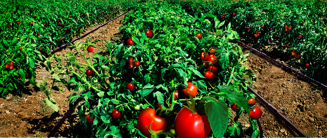 Tomato field, watering system