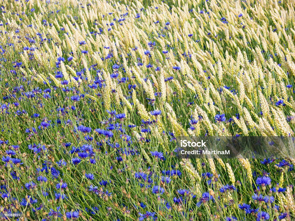 Cornflowers y trigo - Foto de stock de Aciano libre de derechos