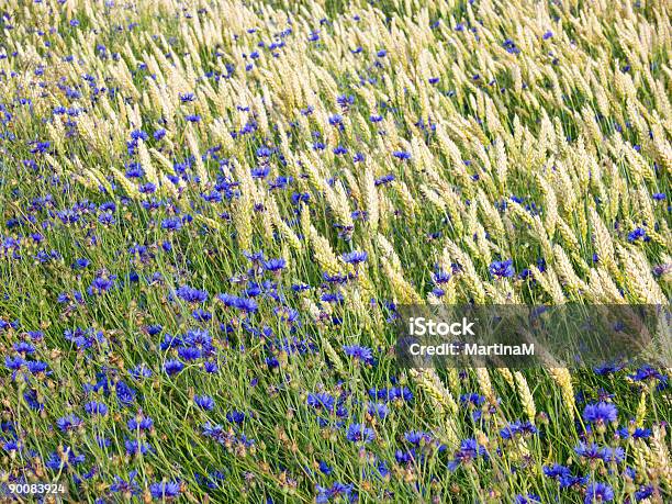 Cornflowers Y Trigo Foto de stock y más banco de imágenes de Aciano - Aciano, Agricultura, Aire libre