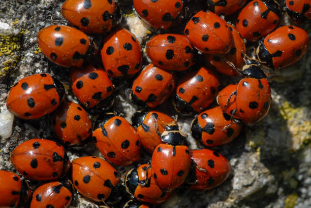 istock A group of seven-spot ladybirds 900840002