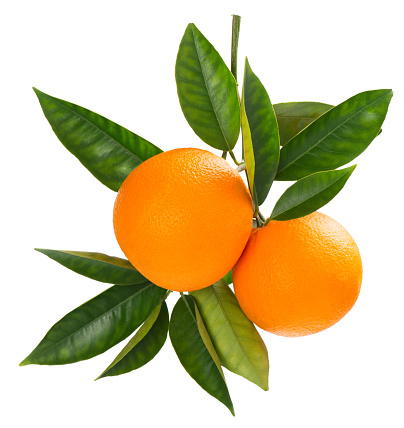 Two orange fruits hanging on a branch of orange tree with green leaves, isolated on white background.