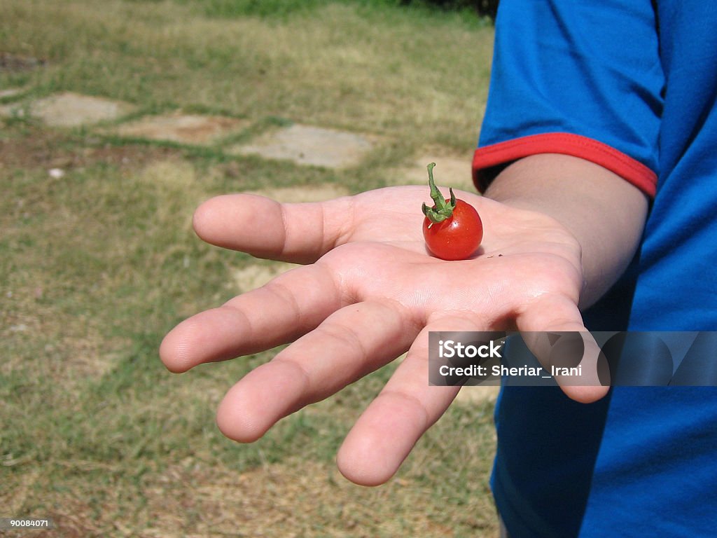 Petite tomate - Photo de Aliment libre de droits