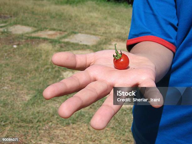 Photo libre de droit de Petite Tomate banque d'images et plus d'images libres de droit de Aliment - Aliment, Auto-cueillette à la ferme, De petite taille