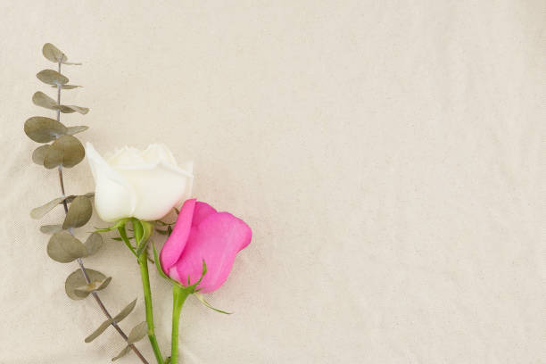 White and pink roses with dry baby eucalyptus leaves on white muslin fabric with copy space