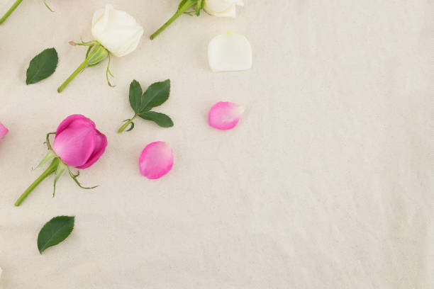 Pink, white roses, petals and green leaves pattern on white muslin fabric with copy space