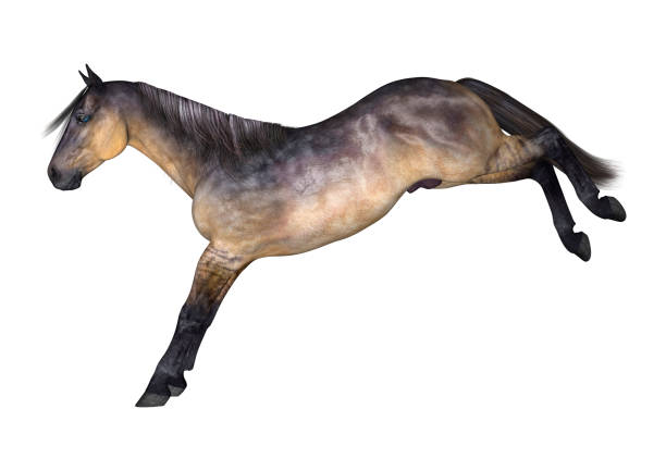 istock 3D digital render grulla horse on white 900841032
