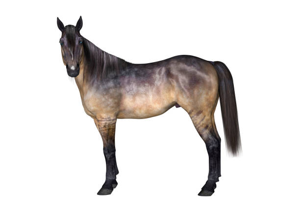 Criollo horse outdoors in a farm in Southern Brazil walking on profile.\n\nThe Criollo (in Spanish), or Crioulo (in Portuguese), is the native horse of the Pampas (a natural region between Uruguay, Argentina, Brazil, and Paraguay, in South America) with a reputation for long-distance endurance linked to low basal metabolism.\n\nThe breed, known for its hardiness and stamina, is popular in its home countries.