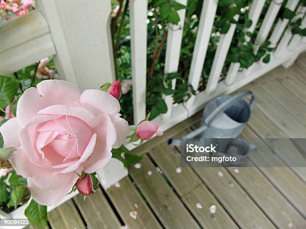 Balcony With Rose Stock Photo - Download Image Now - Balcony, Rose - Flower, Color Image