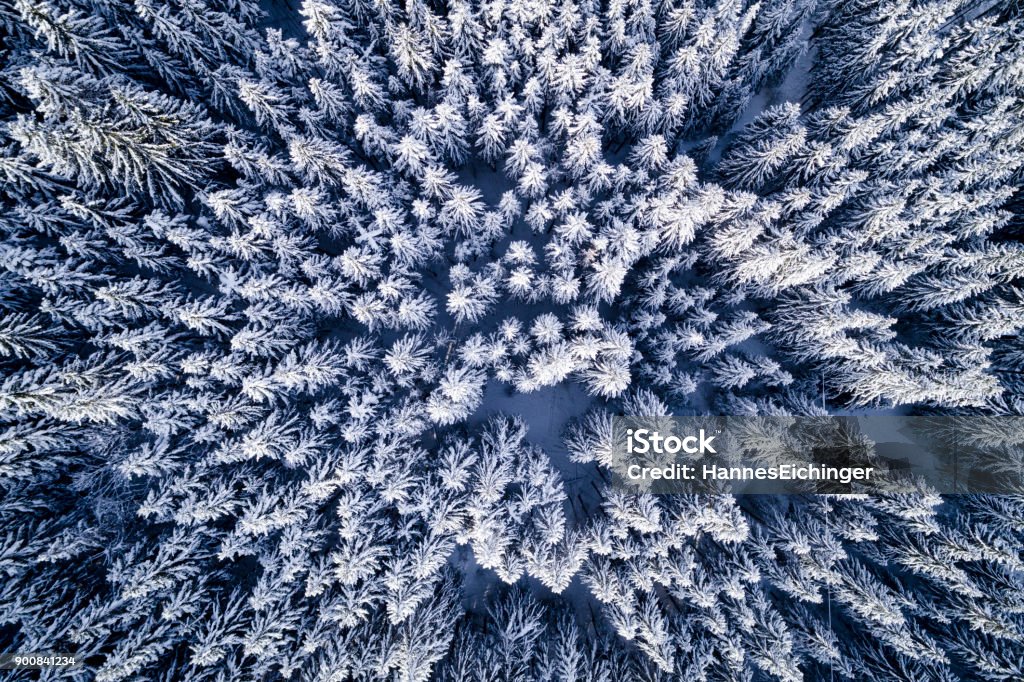 aerial flight with drone over coniferous forest in winter in austria in salzburg wonderful aerial flight with drone over coniferous forest in winter in austria in salzburg Above Stock Photo