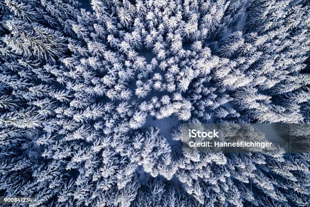 Aerial Flight With Drone Over Coniferous Forest In Winter In Austria In Salzburg Stock Photo - Download Image Now