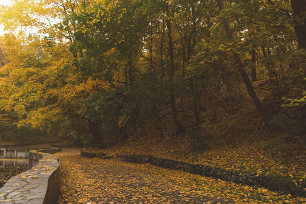 road in autumn park covered with golden leaves