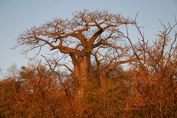 Baobab tree stock photo