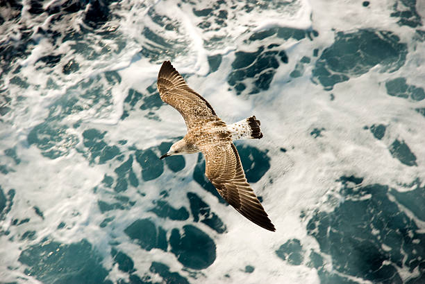 Sea bird stock photo