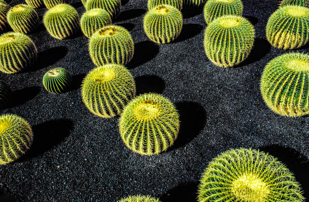 stos echinocactus grusonii, kaktus typowy dla krajów półkuli południowej - lanzarote zdjęcia i obrazy z banku zdjęć