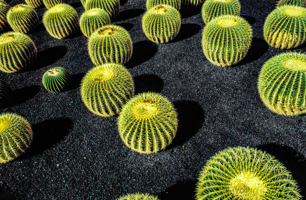 куча echinocactus grusonii, кактус типичный для стран южного полушария - lanzarote стоковые фото и изображения