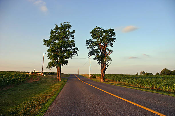 istock Straight country road with two trees (USA) 90084583