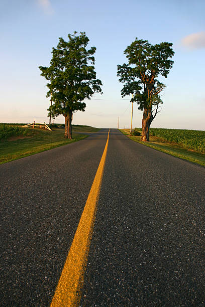 istock The road ahead - straight road with two trees (USA) 90084585