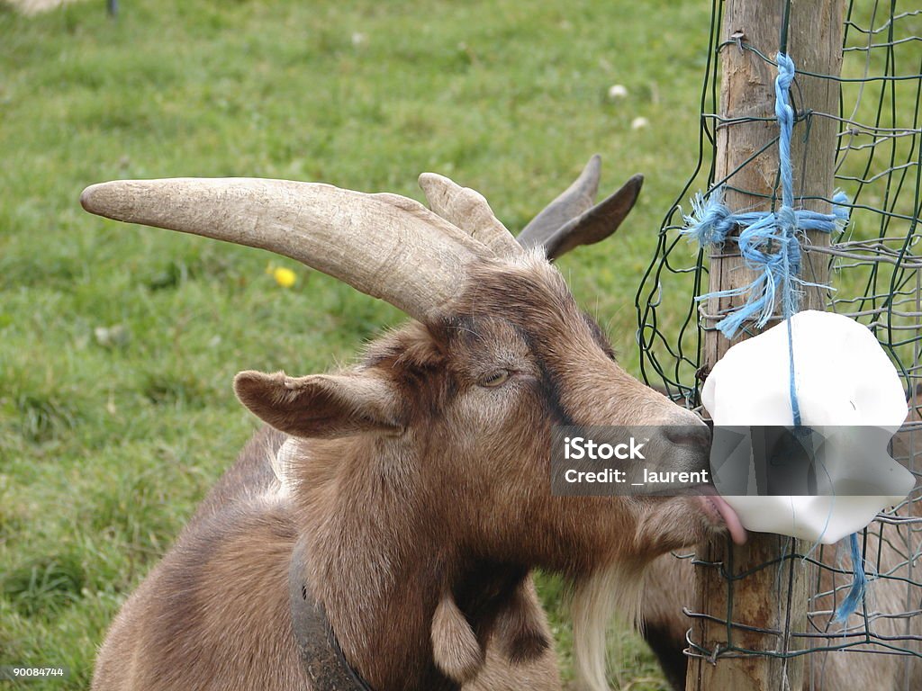 goat  Salt - Seasoning Stock Photo