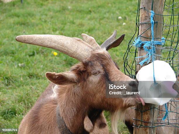 Goat Stock Photo - Download Image Now - Salt - Seasoning, Animal, Animal Themes