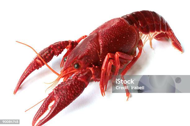 흰색 배경의 빨강색 Crawfish 0명에 대한 스톡 사진 및 기타 이미지 - 0명, 날것, 더듬이