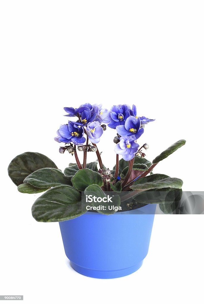 Violets in a pot.  Beauty In Nature Stock Photo