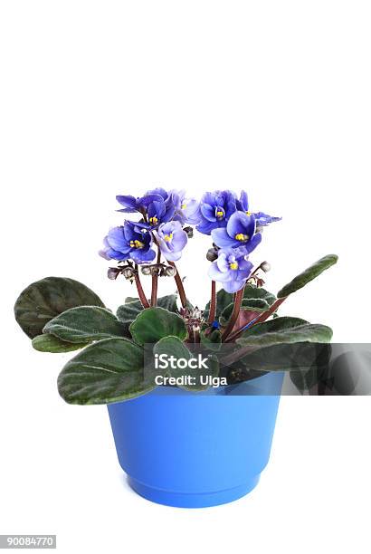 Violets In A Pot Stock Photo - Download Image Now - Beauty In Nature, Blossom, Blue