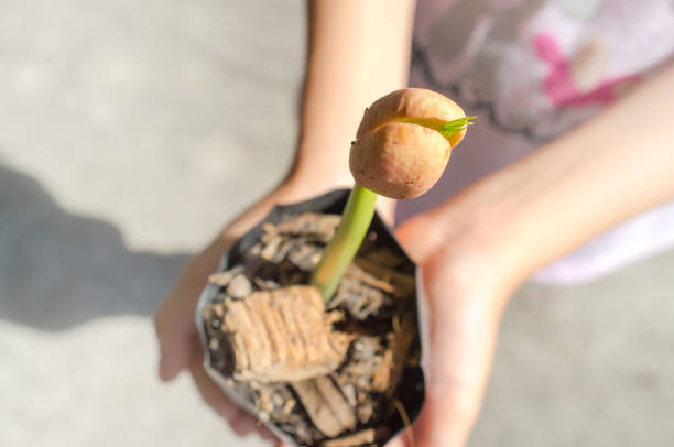 The beginning of life: Afzelia xylocarpa seed germinating and growing in a girl hands