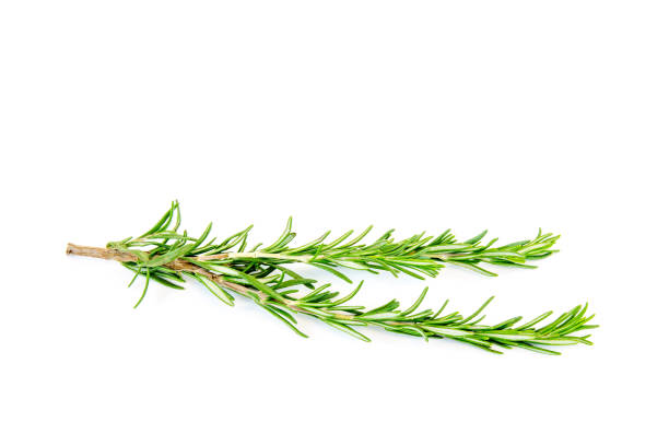 istock Rosemary branch cut out on white background 900850244