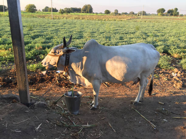 istock India cow in the farm 900853028