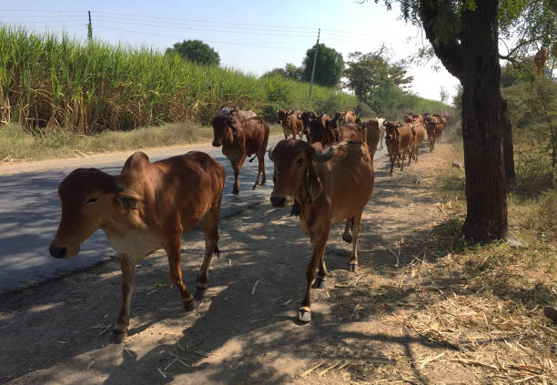 Photographed in Ahmednagar, Maharshtra, India