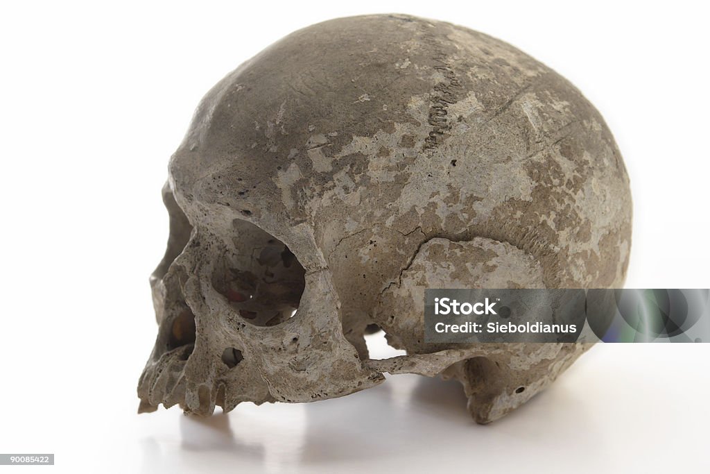 Image of human Skull / side view  Side View Stock Photo