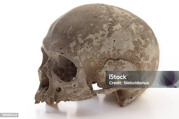 Image Of Human Skull Side View Stock Photo - Download Image Now - Side View, Anatomy, Biology