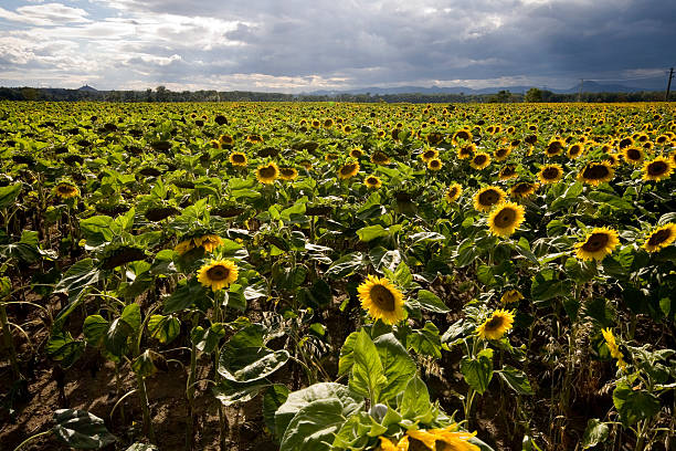 Sunflowerfield stock photo