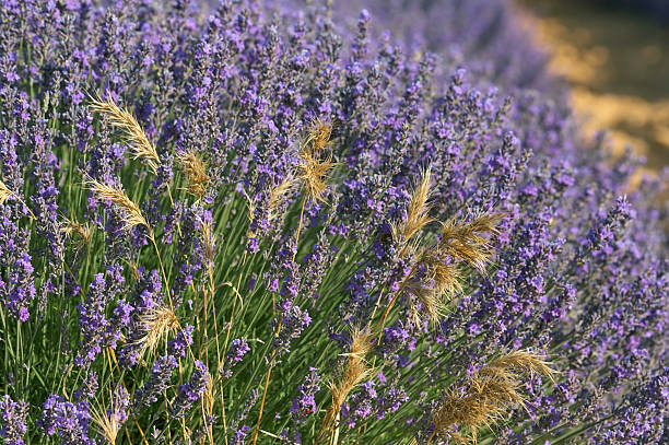 Lavender stock photo