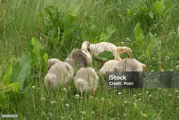 Photo libre de droit de Petites Oies banque d'images et plus d'images libres de droit de Aile d'animal - Aile d'animal, Amour, Bec